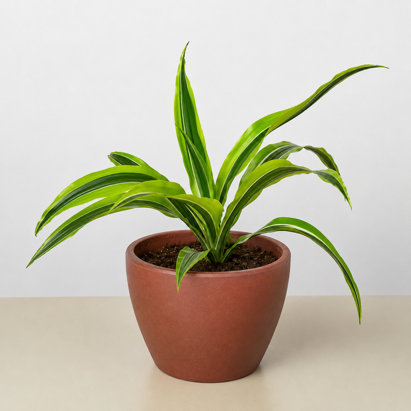 Load image into Gallery viewer, Dracaena 'Lemon Lime'
