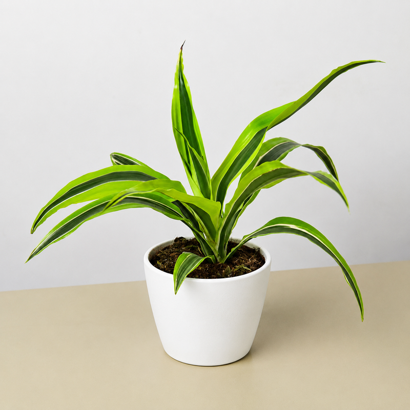 Load image into Gallery viewer, Dracaena 'Lemon Lime'
