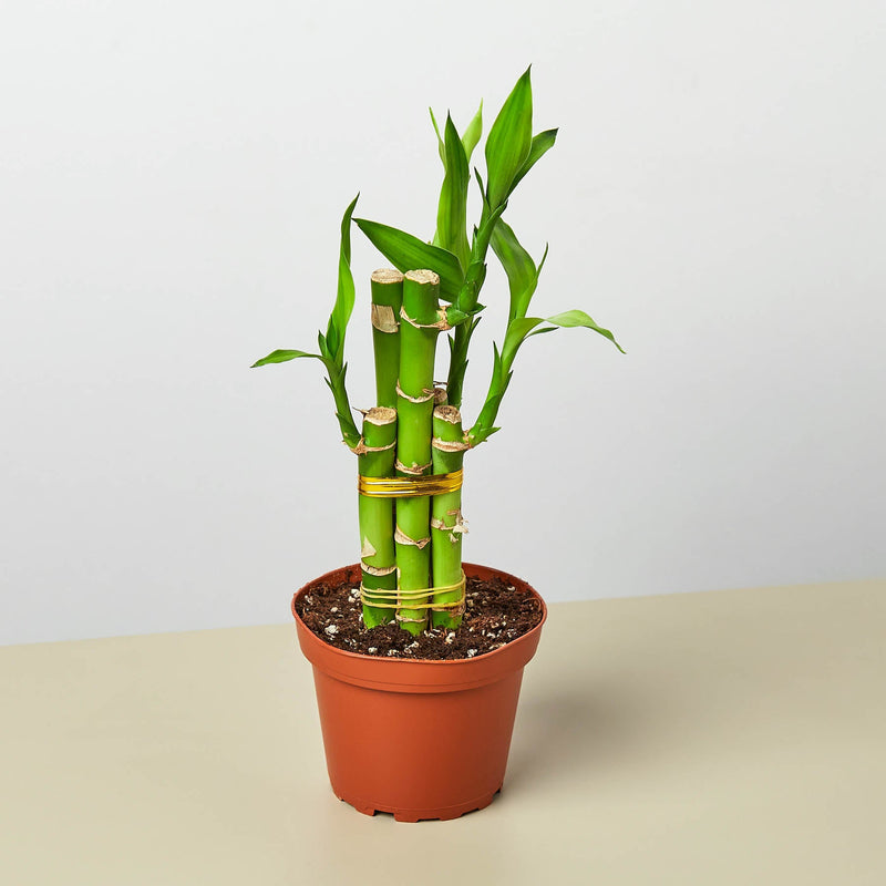 Load image into Gallery viewer, Dracaena 'Lucky Bamboo'
