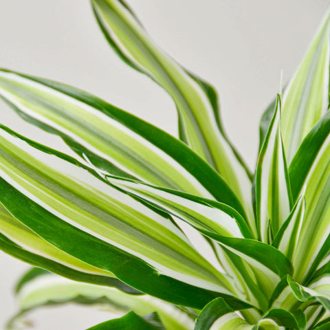 Dracaena 'Malaika', additional product view 2