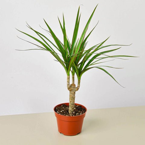 Dracaena Marginata cane