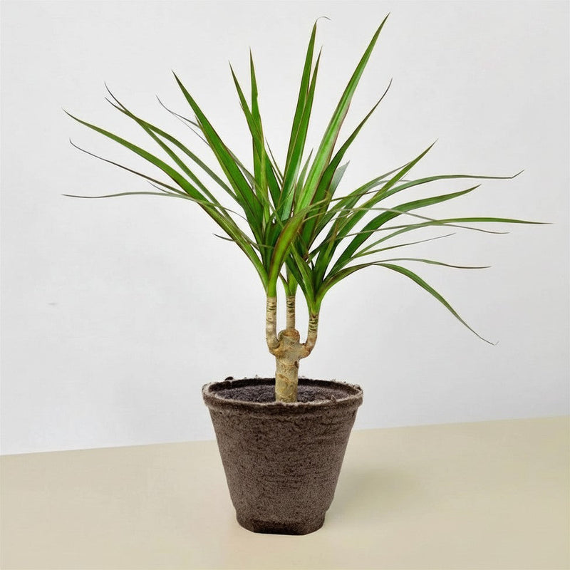 Load image into Gallery viewer, Dracaena 'Marginata Cane'
