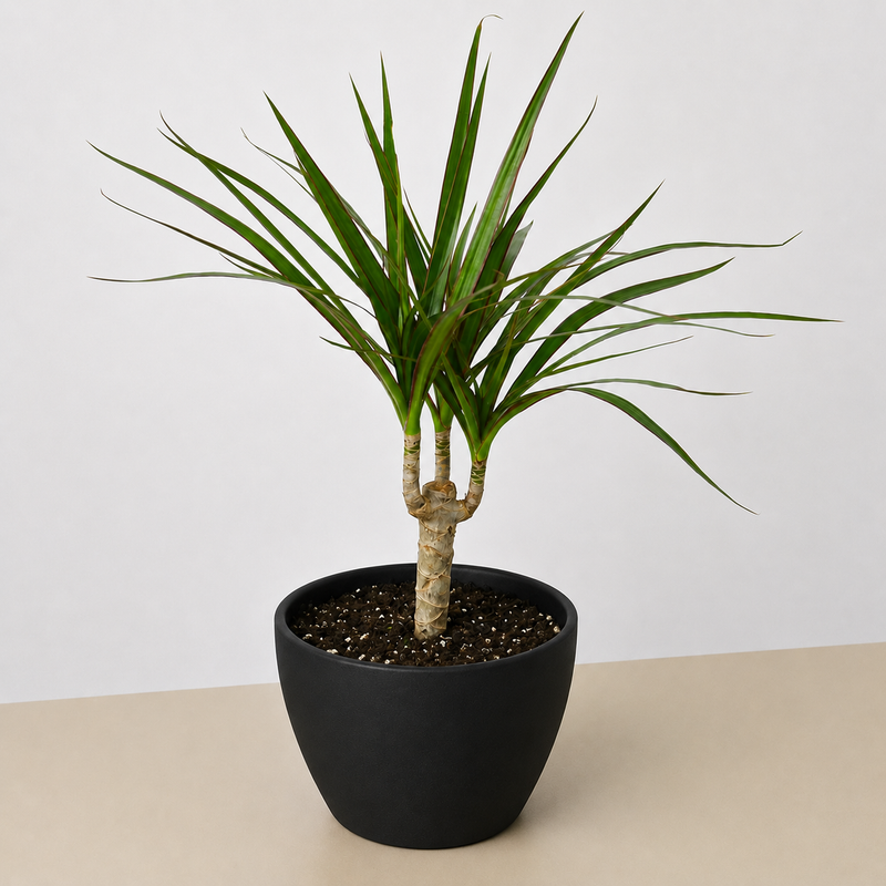 Load image into Gallery viewer, Dracaena 'Marginata Cane'
