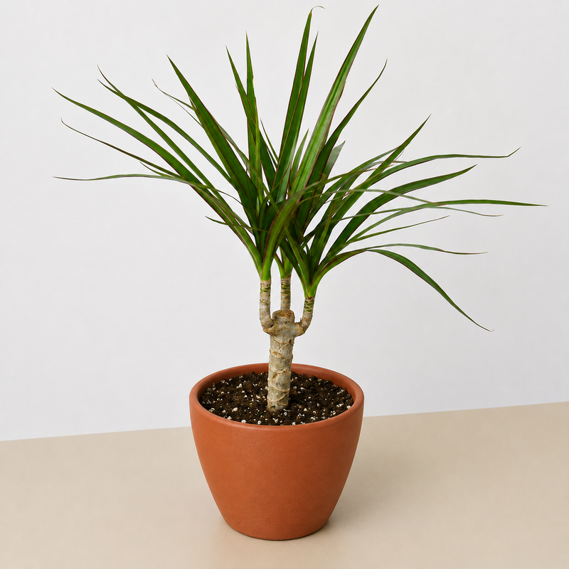 Load image into Gallery viewer, Dracaena 'Marginata Cane'
