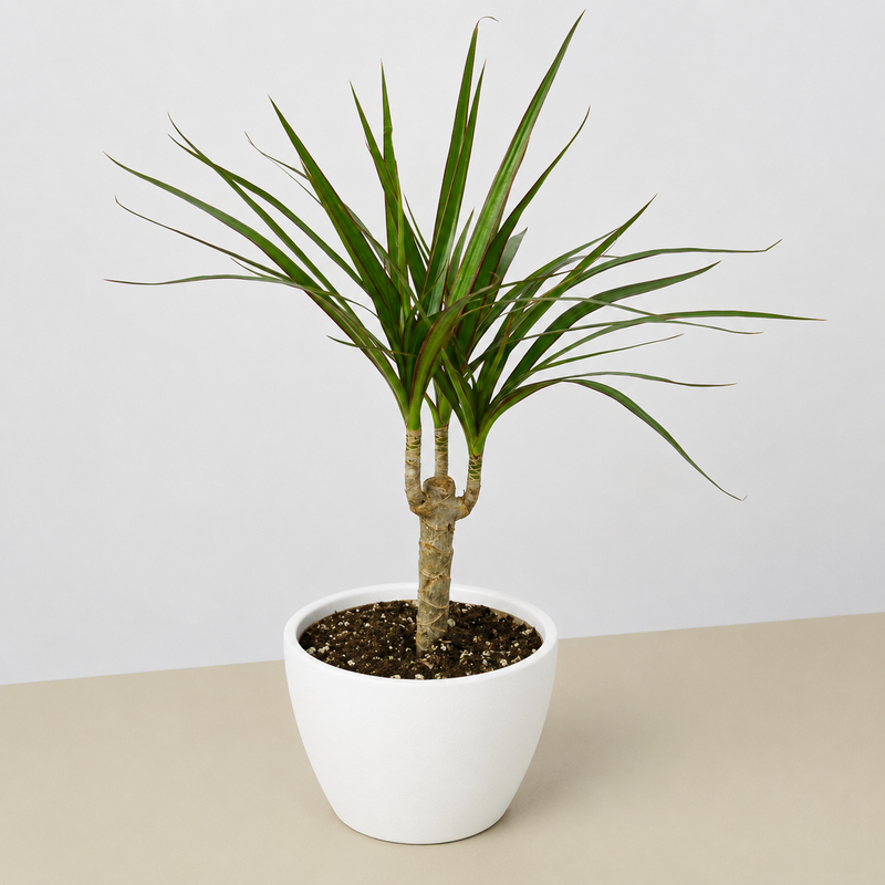 Load image into Gallery viewer, Dracaena 'Marginata Cane'
