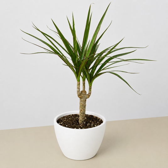 Dracaena 'Marginata Cane'