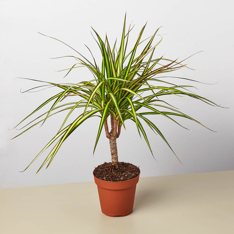 Load image into Gallery viewer, Dracaena Marginata 'Sunshine'

