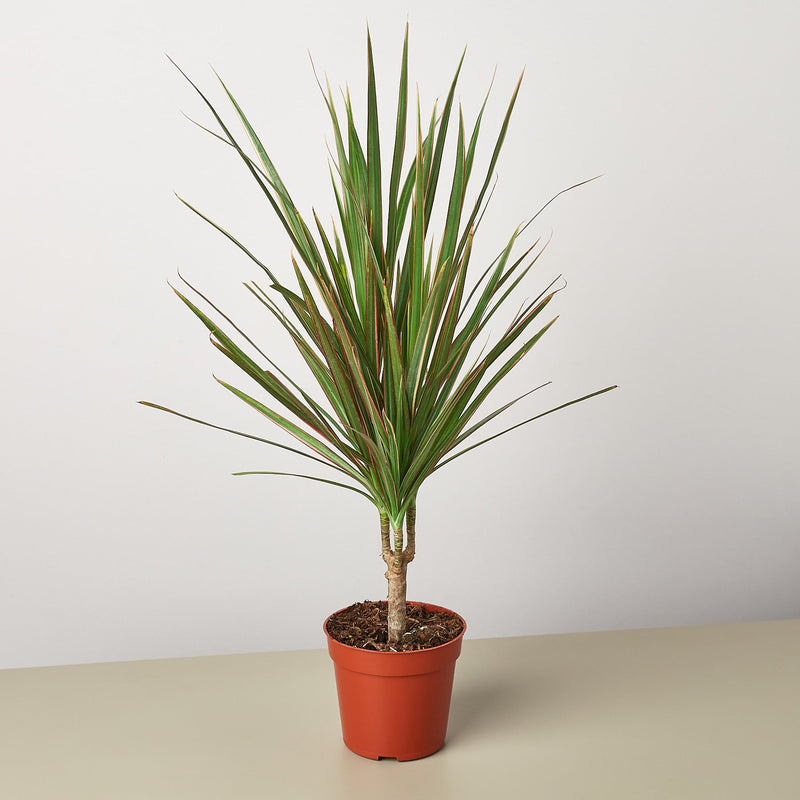 Load image into Gallery viewer, Dracaena 'Red Margined'
