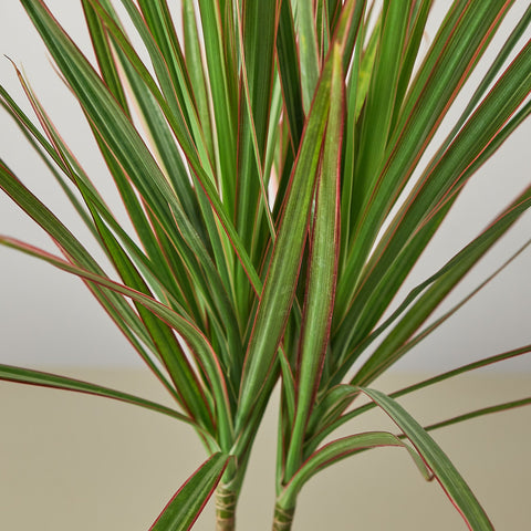 Dracaena 'Red Margined', detail view