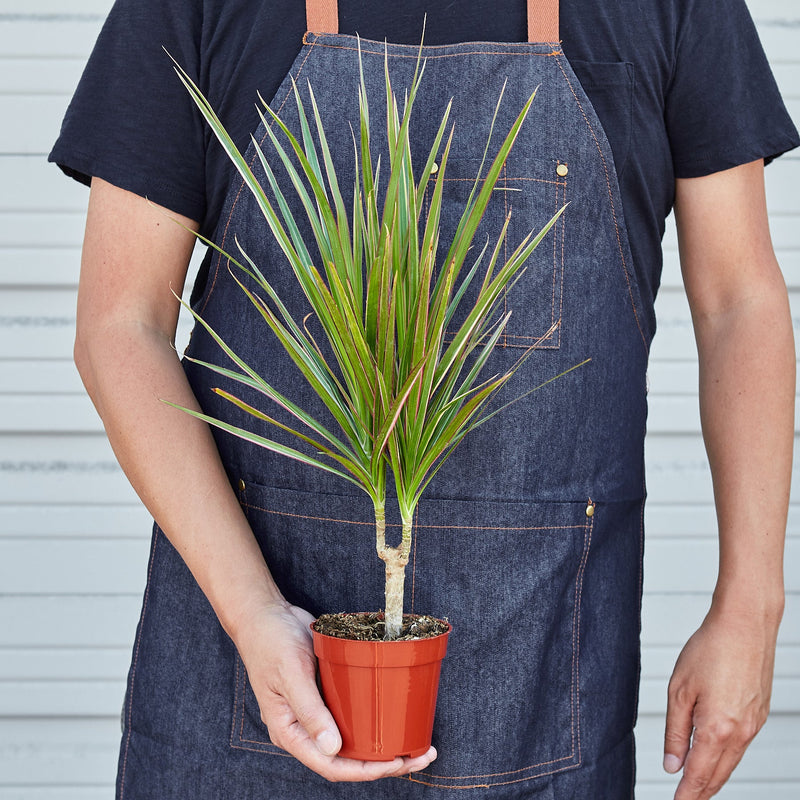 Load image into Gallery viewer, Dracaena 'Red Margined'

