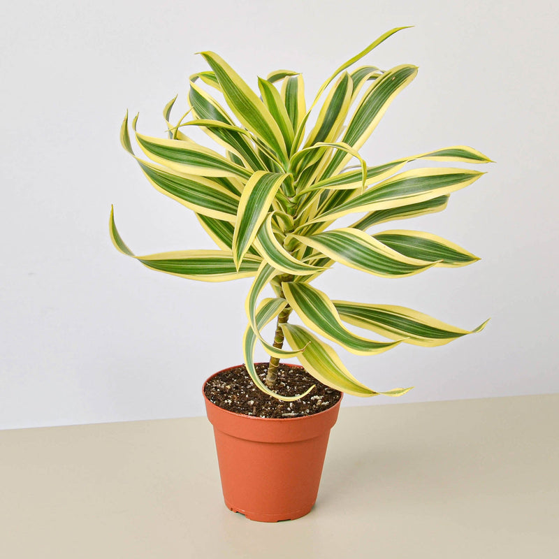 Load image into Gallery viewer, Dracaena Song of India
