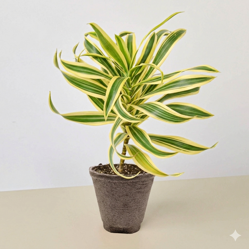 Load image into Gallery viewer, Dracaena Song of India
