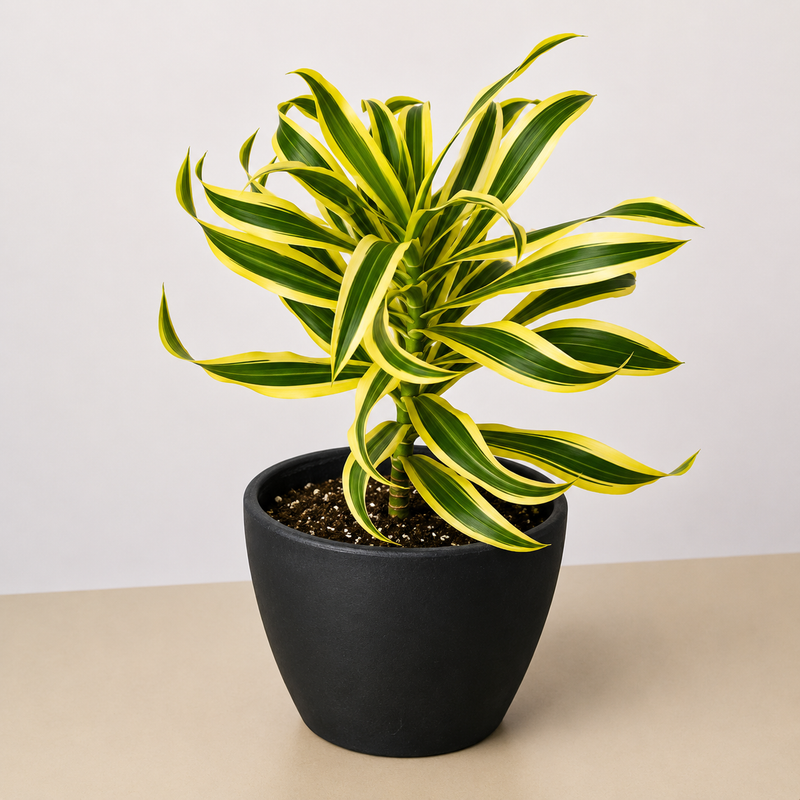 Load image into Gallery viewer, Dracaena Song of India
