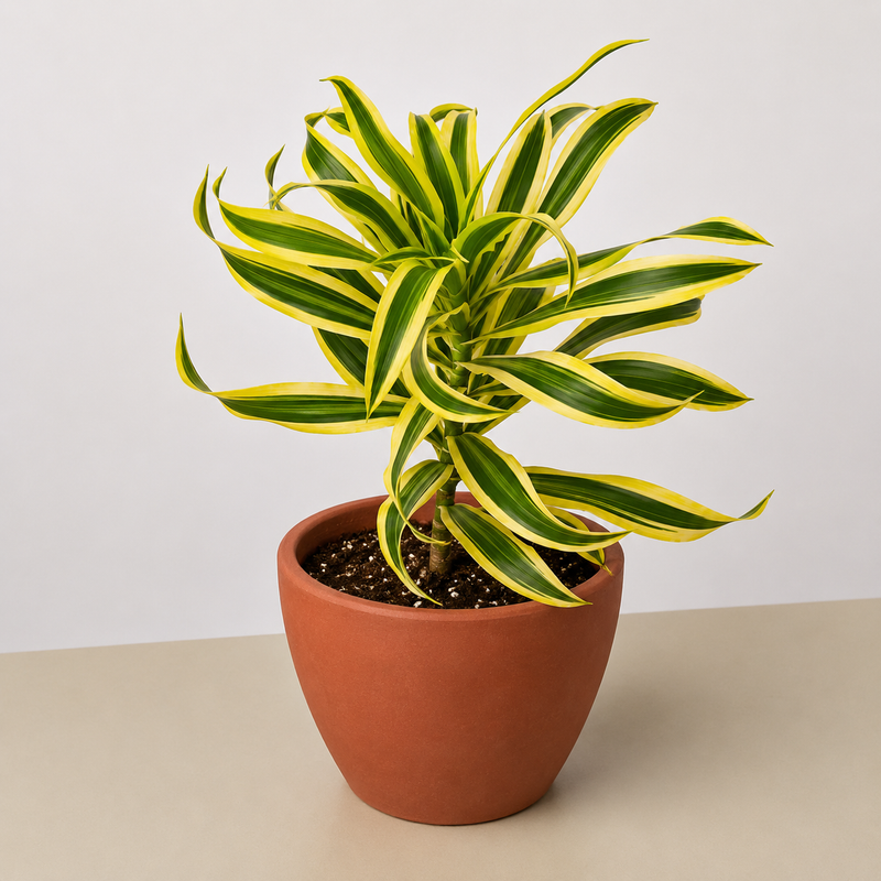 Load image into Gallery viewer, Dracaena Song of India
