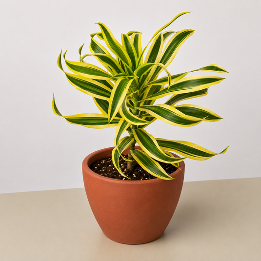 Dracaena Song of India