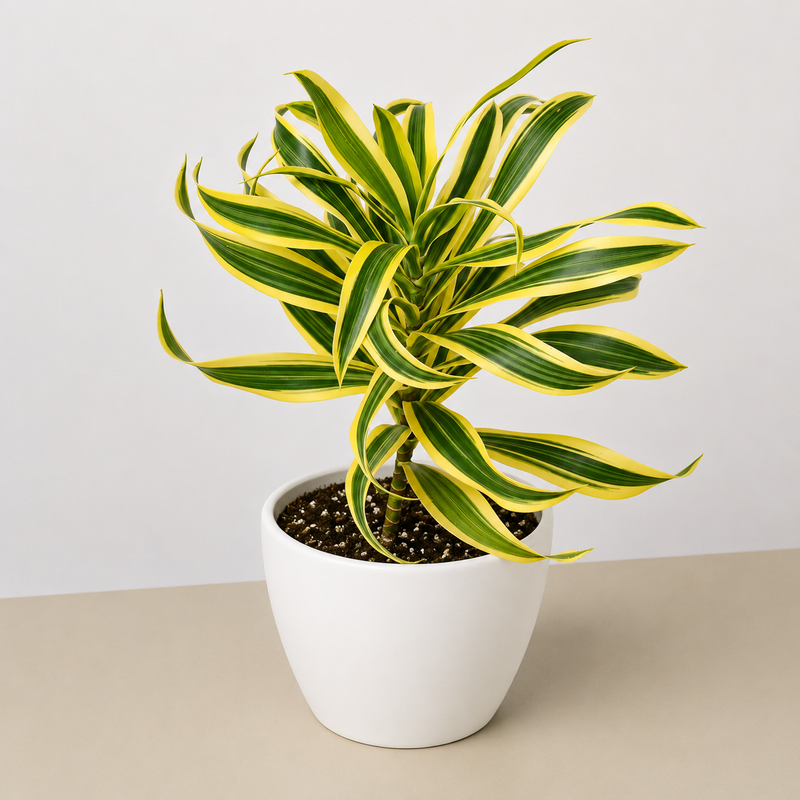Load image into Gallery viewer, Dracaena Song of India
