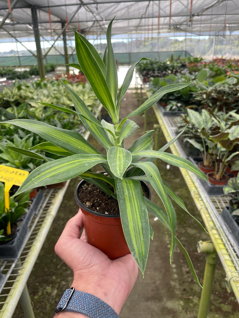 Load image into Gallery viewer, Dracaena 'Song of Jamaica'
