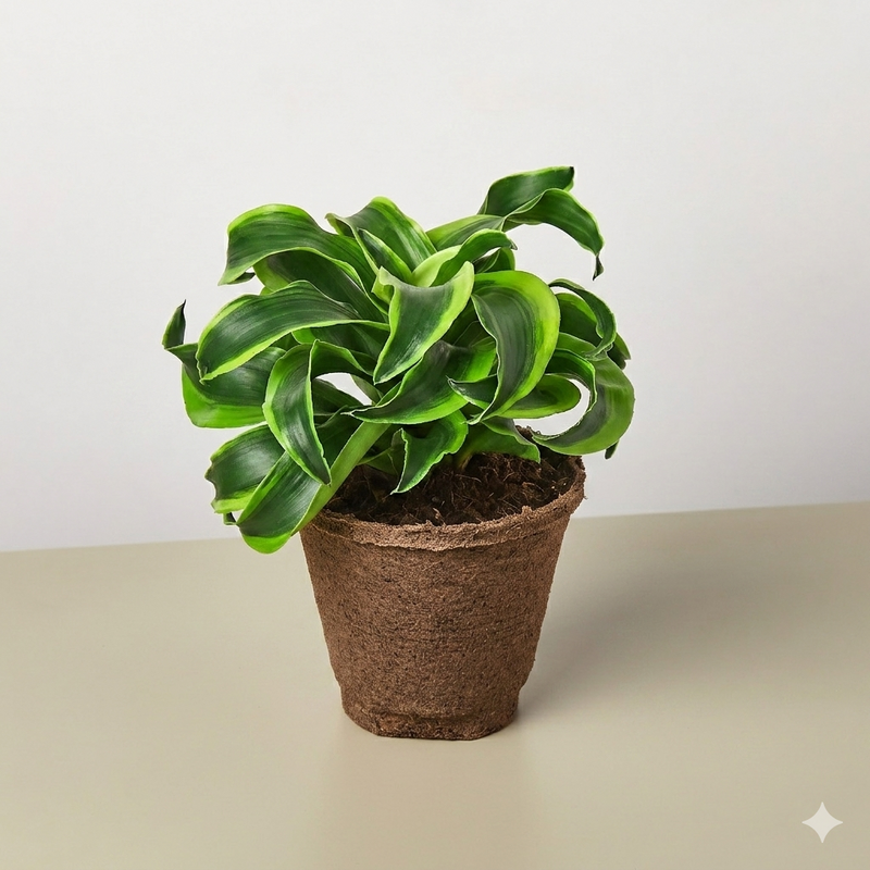 Load image into Gallery viewer, Dracaena 'Tornado'
