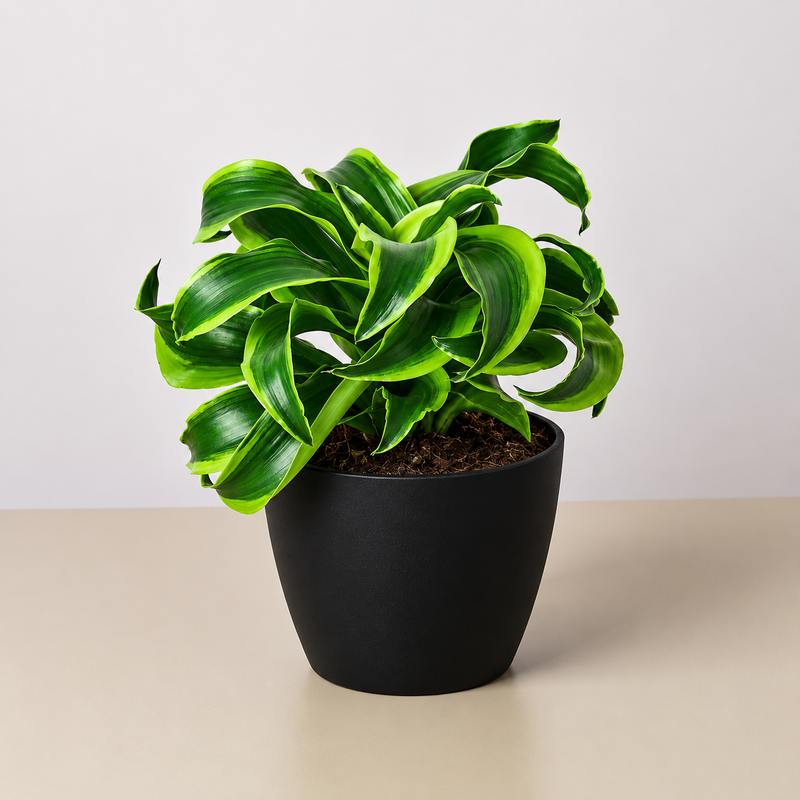 Load image into Gallery viewer, Dracaena 'Tornado'
