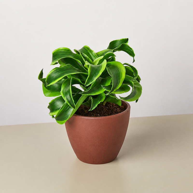 Load image into Gallery viewer, Dracaena 'Tornado'
