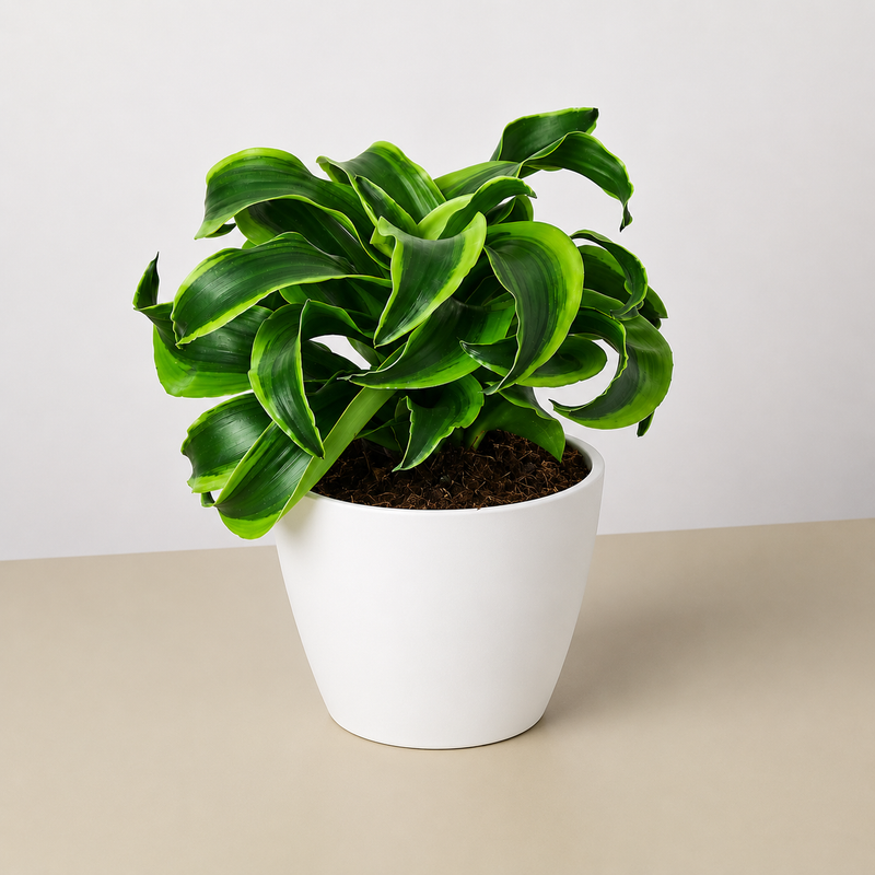 Load image into Gallery viewer, Dracaena 'Tornado'
