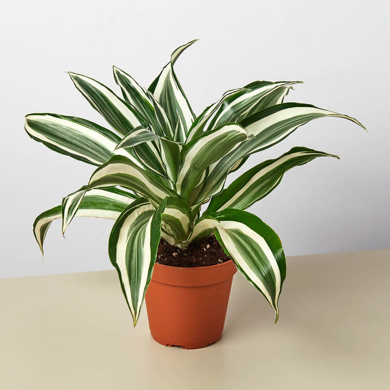 Load image into Gallery viewer, Dracaena Warneckii 'White Jewel'
