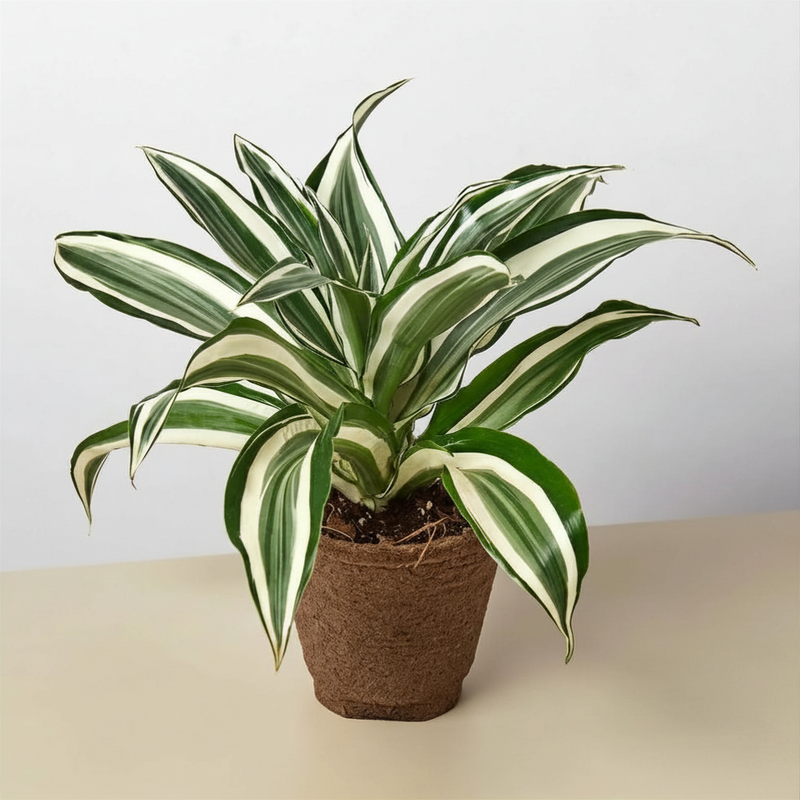 Load image into Gallery viewer, Dracaena Warneckii 'White Jewel'
