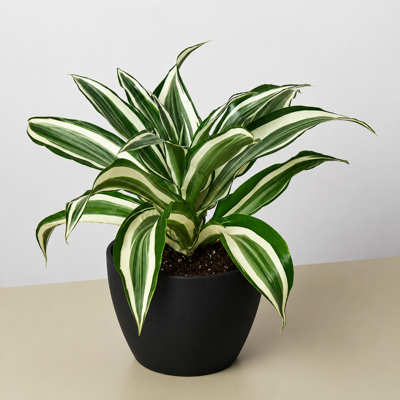 Load image into Gallery viewer, Dracaena Warneckii 'White Jewel'
