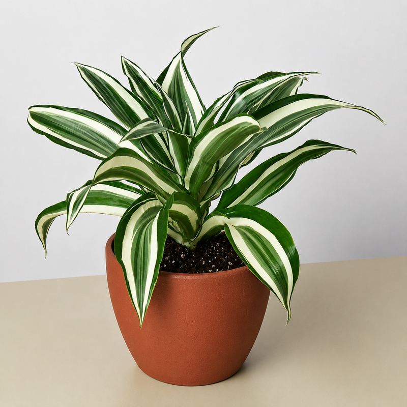 Load image into Gallery viewer, Dracaena Warneckii 'White Jewel'

