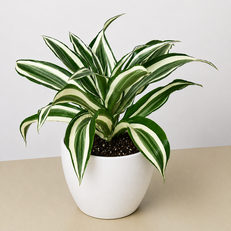 Load image into Gallery viewer, Dracaena Warneckii 'White Jewel'
