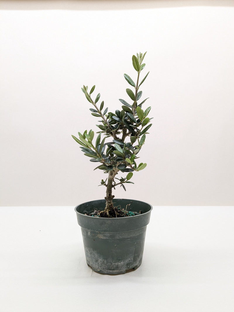 Load image into Gallery viewer, Common Olive Tree (Olea europaea)

