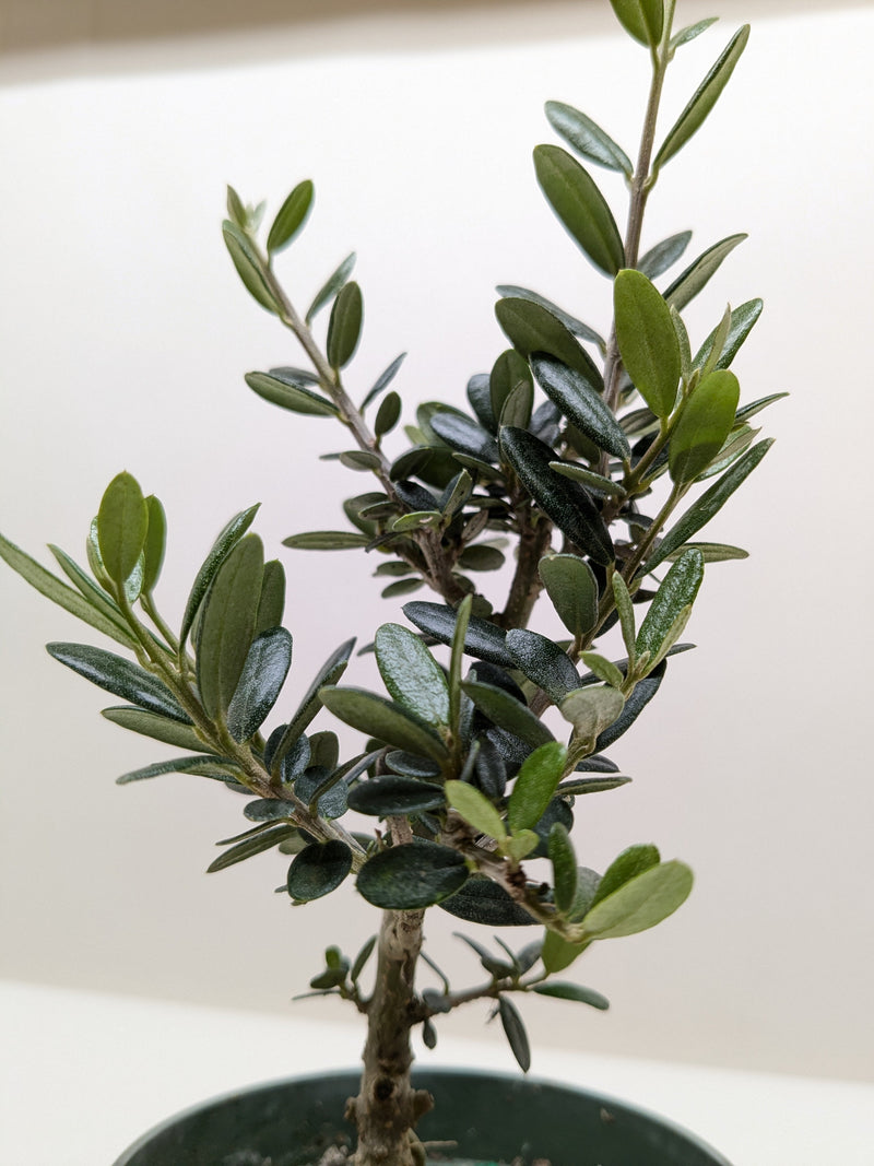 Load image into Gallery viewer, Common Olive Tree (Olea europaea)
