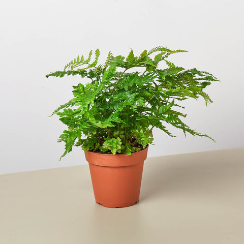 Austral Gem fern