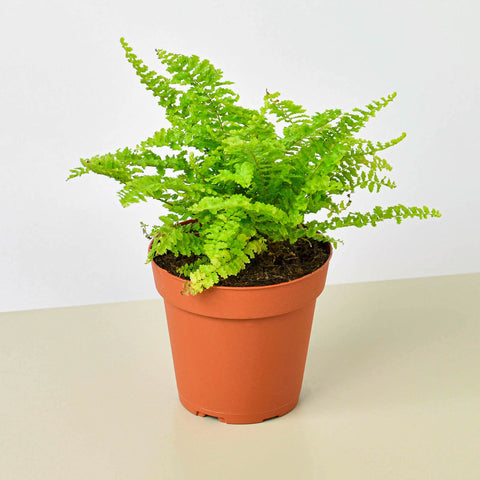 Cotton Candy fern
