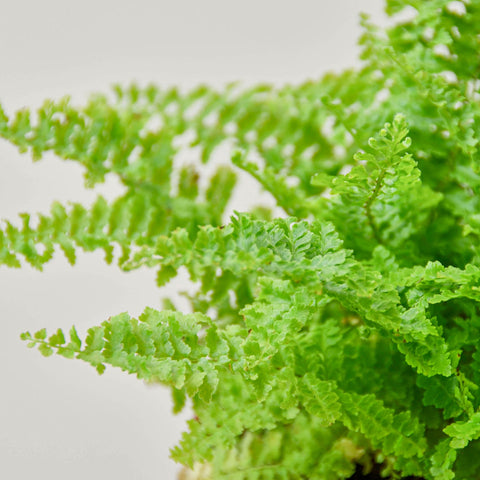 Cotton Candy Fern, additional product view 2