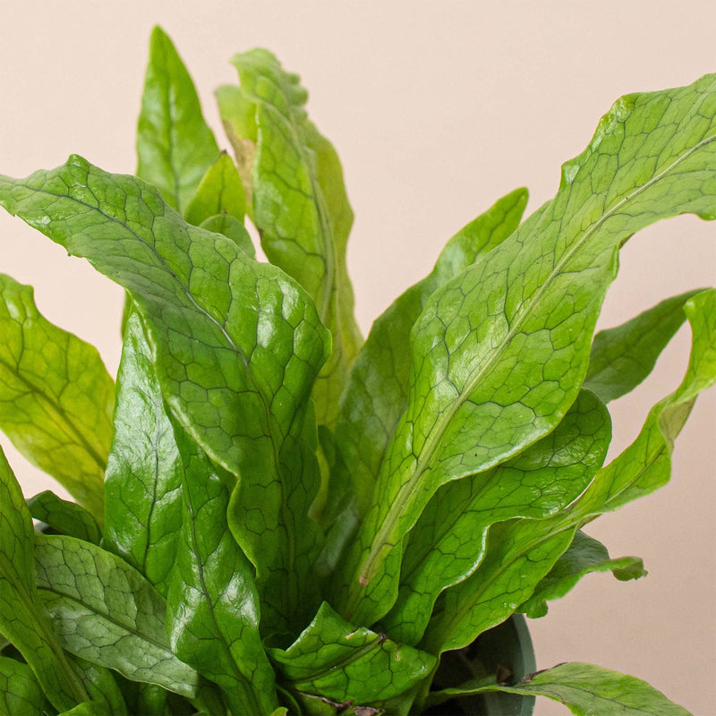 Load image into Gallery viewer, Fern 'Crocodile'
