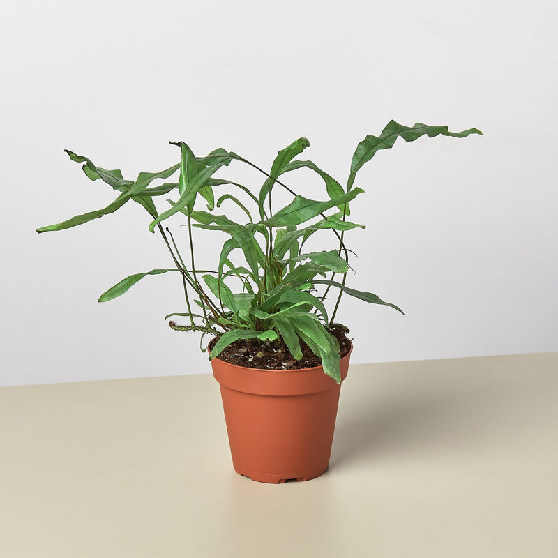 Load image into Gallery viewer, Fern 'Kangaroo Paw'
