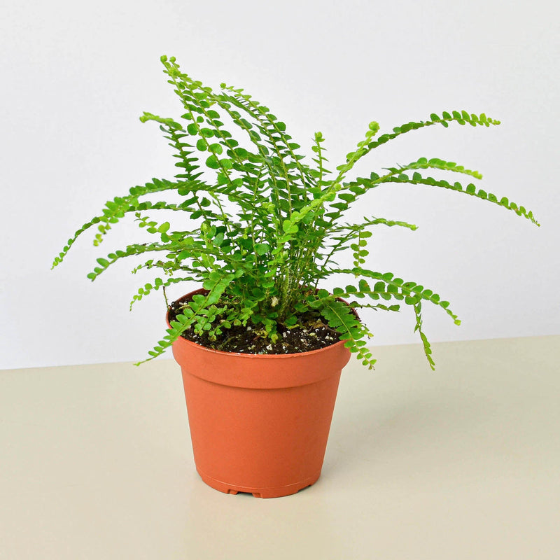 Load image into Gallery viewer, Lemon Button Fern
