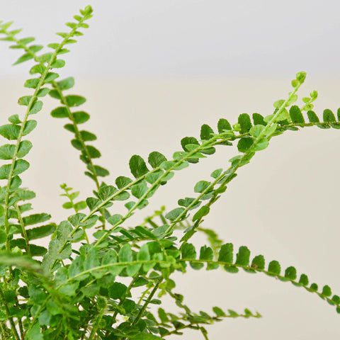 Lemon Button Fern, additional product view 2