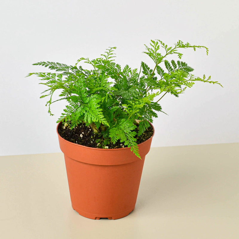 Load image into Gallery viewer, Rabbit's Foot Fern
