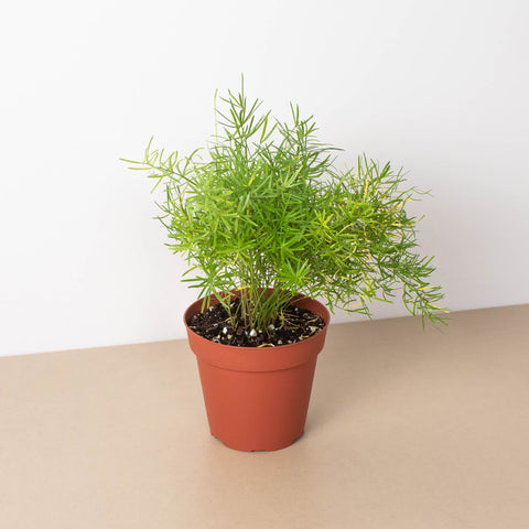 Fern 'Sprengeri', additional product view 2