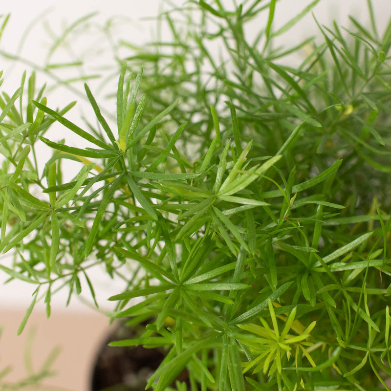 Load image into Gallery viewer, Fern 'Sprengeri'
