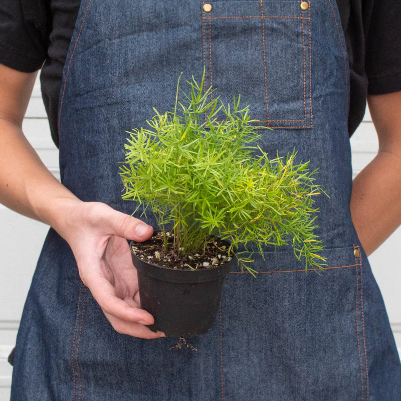 Load image into Gallery viewer, Fern 'Sprengeri'

