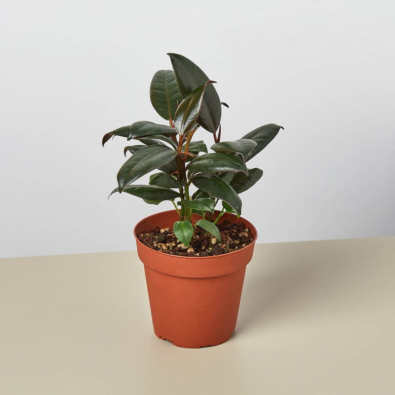 Load image into Gallery viewer, Ficus Elastica 'Burgundy'
