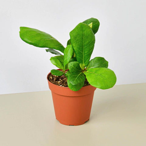 Ficus Lyrata, fiddle leaf fig