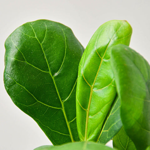 Ficus Lyrata 'Fiddle Leaf Fig', additional product view 2