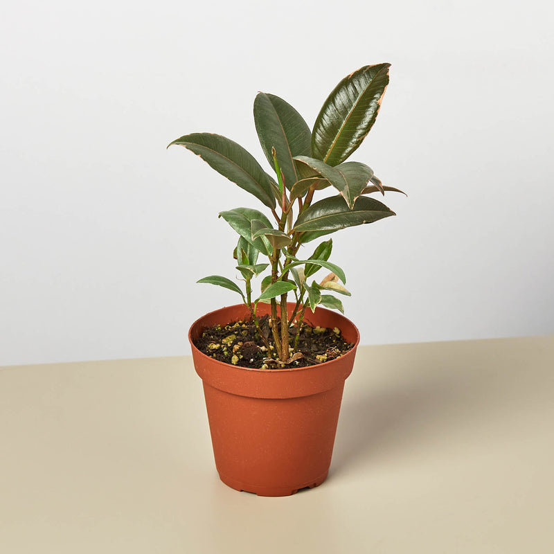 Load image into Gallery viewer, Ficus Elastica 'Tineke'
