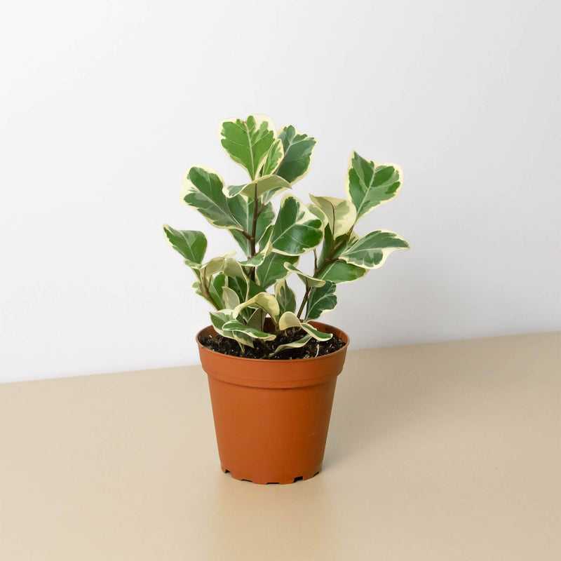 Load image into Gallery viewer, Ficus 'Triangularis Variegated'
