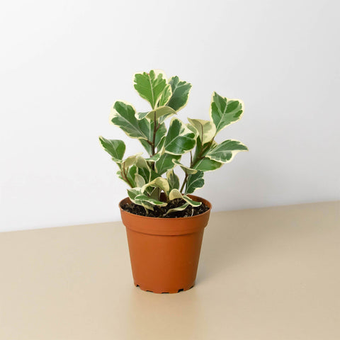Ficus Triangularis variegated