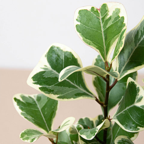 Ficus 'Triangularis Variegated', additional product view 2